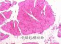 横纹肌细胞图3