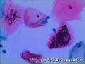 细胞制片问题探讨 一图1