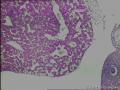 孕囊，都是什么成分？图8