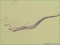 眼睑新生物，碎米大图4