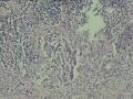 这个怎么报？图1