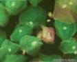 【优纳杯】征集00011——心花怒放（HSIL给予的美丽）图4