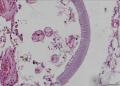 图片中为何物？花粉？寄生虫？其它？图7