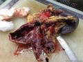 胰腺 肿物图1