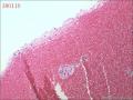 一开始以为是绒毛，请教老师要怎么发图9