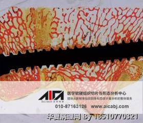 硬组织（不脱钙骨/牙、带植体血管、带植体骨等）病理切片制作流程及周期图2