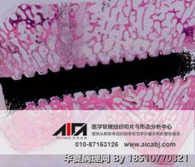 硬组织（不脱钙骨/牙、带植体血管、带植体骨等）病理切片制作流程及周期图1