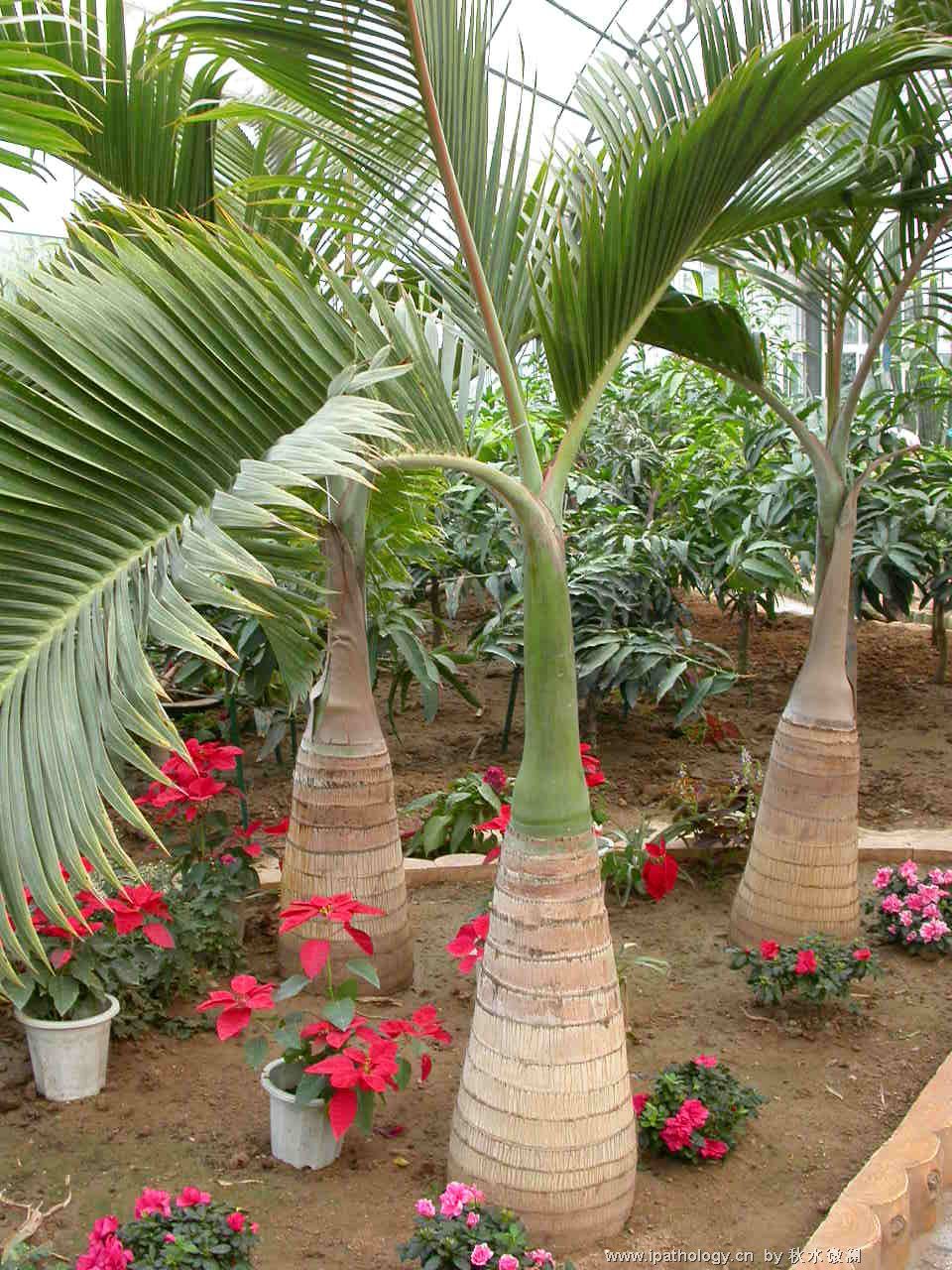 热带植物图3