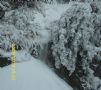 好大一场雪！图5